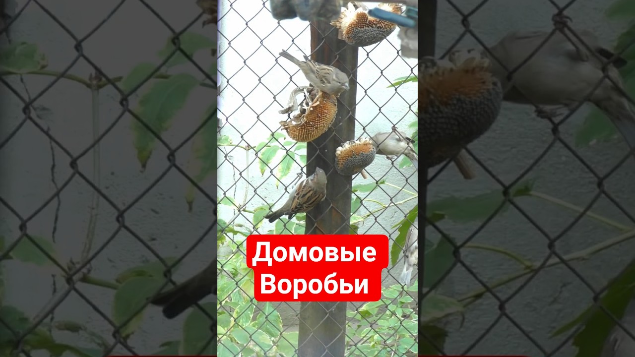 Домовые воробьи. Gorriones. House sparrows.  #birds #birdsounds #nature #birdslover #birdsong