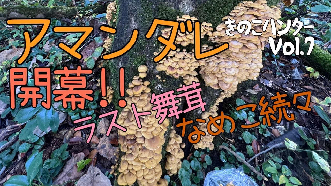 アマンダレ開幕〜ラスト舞茸&なめこ続々〜