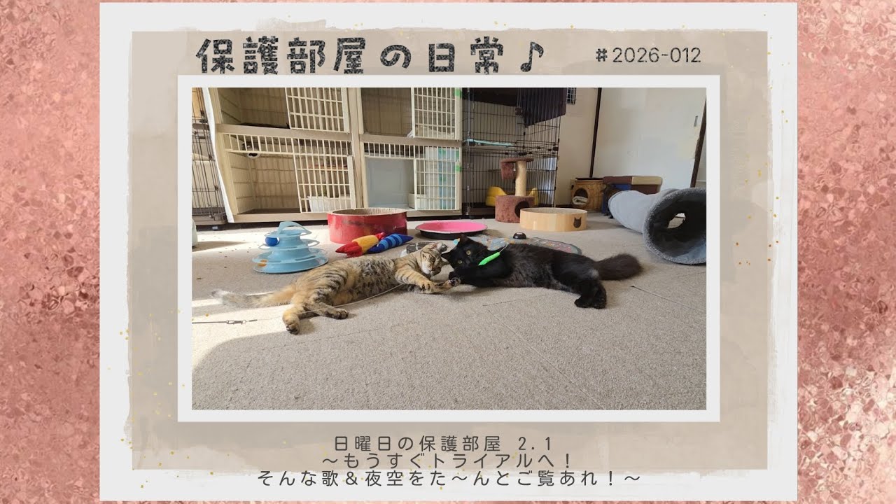 保護部屋の日常♪ ♯2026-012 日曜日の保護部屋 2.1 〜もうすぐトライアルへ！そんな歌＆夜空をた〜んとご覧あれ！〜