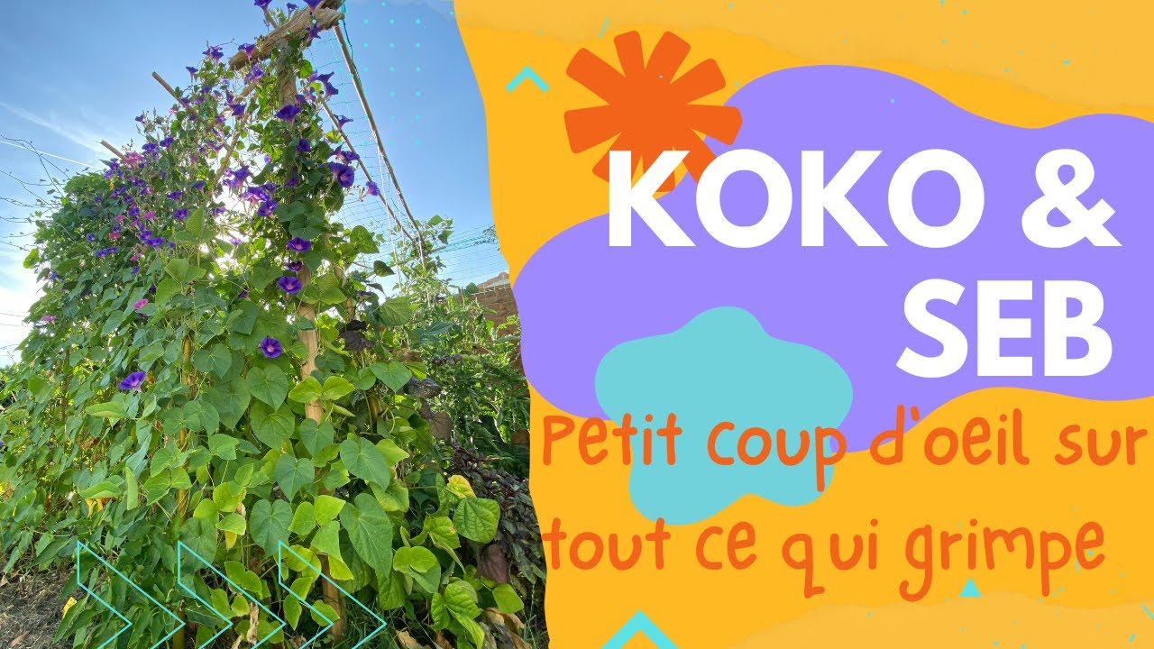 Courges, concombres, haricots... Petit bilan sur tout ce qui grimpe au potager mi juillet