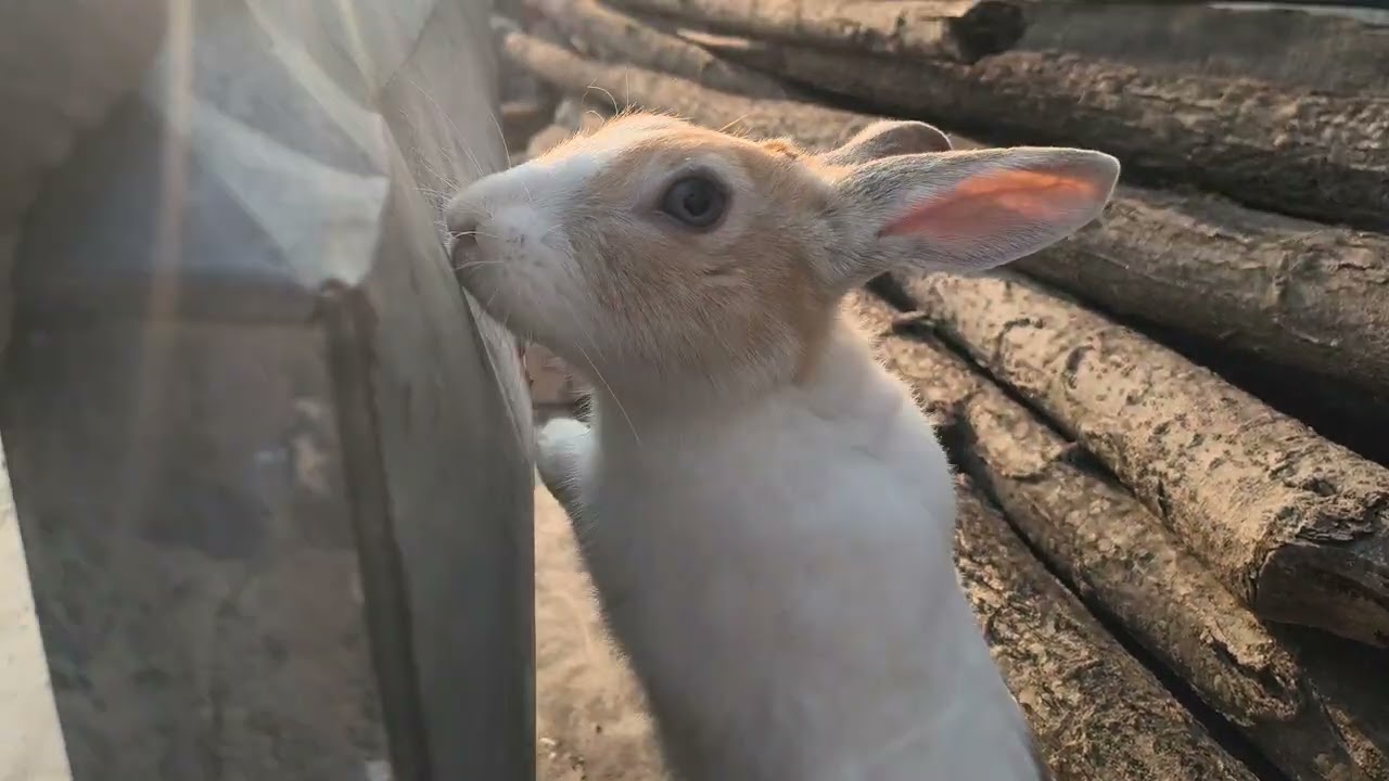 Rabbit | Rabbit Bunny | Newborn rabbit | Rabbit vlog | Animal | Pet | Pet animal खरगोश | पालतू जानवर