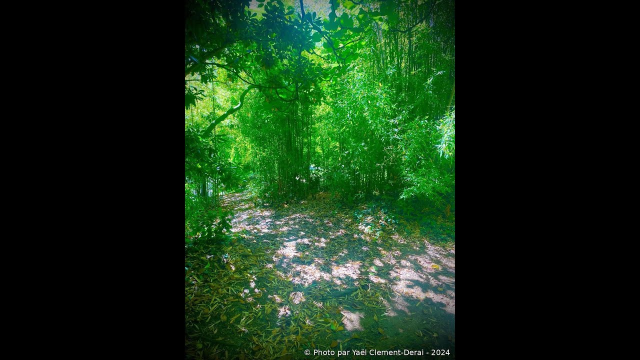 Le Vendredi C'est Sophro-Relaxo-Olfacto! - Vétiver - 30 01 2026