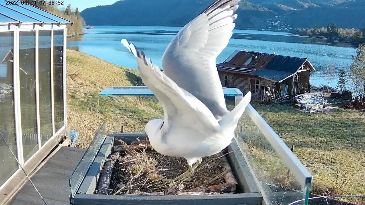 220424 seagull nest building start