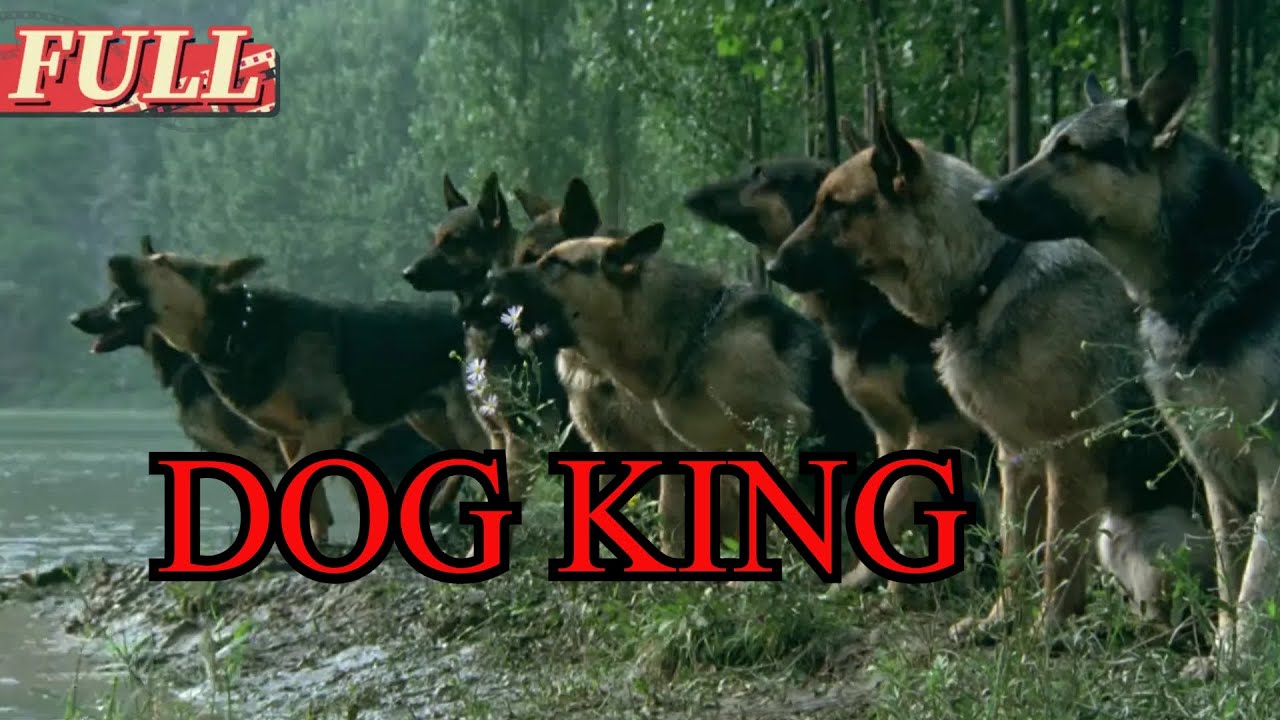 【ENG SUB】Dog King |  Drama/War Movie | China Movie Channel ENGLISH