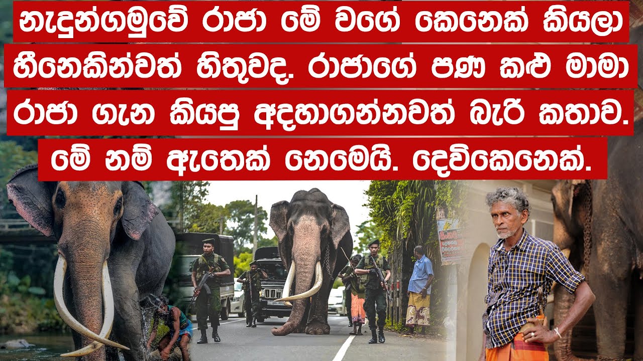 නැදුන්ගමුවේ රාජා මේ වගේ කෙනෙක් කියලා ඔබ හීනෙකින්වත් හිතුවද
