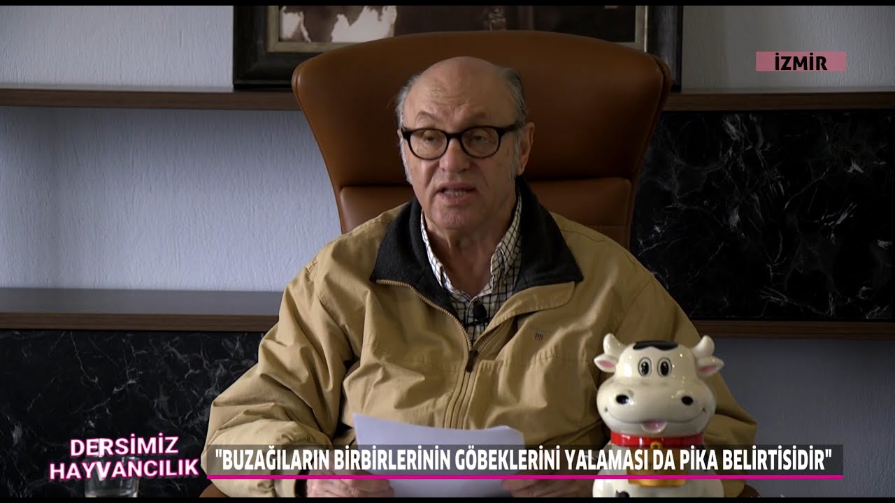 Kör Doğan Buzağı (Amorozis) | A Vitamini mi, BVD mi? Ayırıcı Tanı ve Korunma | Dersimiz Hayvancılık