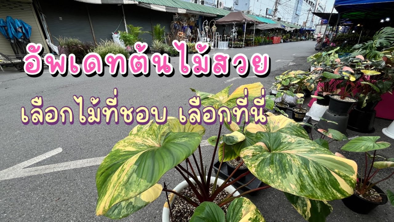 อัพเดทต้นไม้สวย เลือกไม้ที่ชอบ เลือกที่จตุจักร