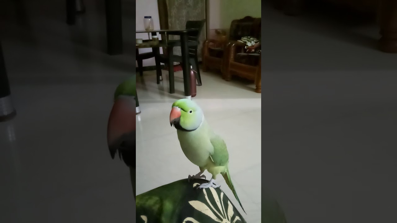 parrot talking in tamil 1 million views