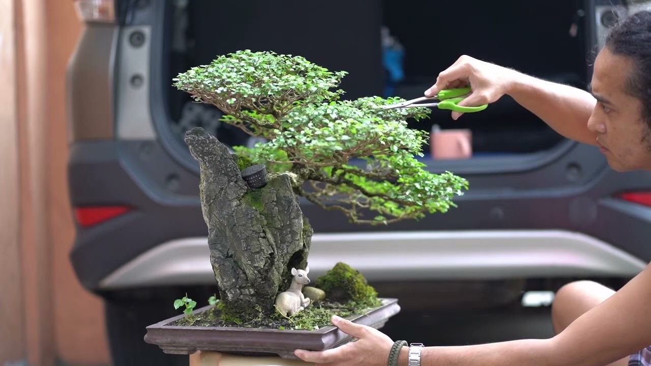 Philippine Bonsai Tree | Mulawin