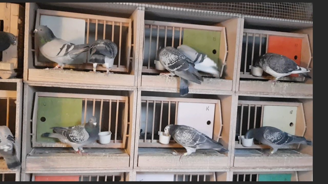 CZY TO MODNE ROZDZIELANIE GOŁĘBI NA ZIMĘ NAPRAWDĘ JEST TAKIE KONIECZNE? #pigeon #top #gołąb #hodowla