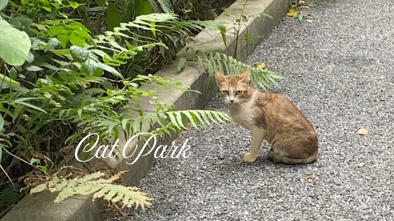 cat park