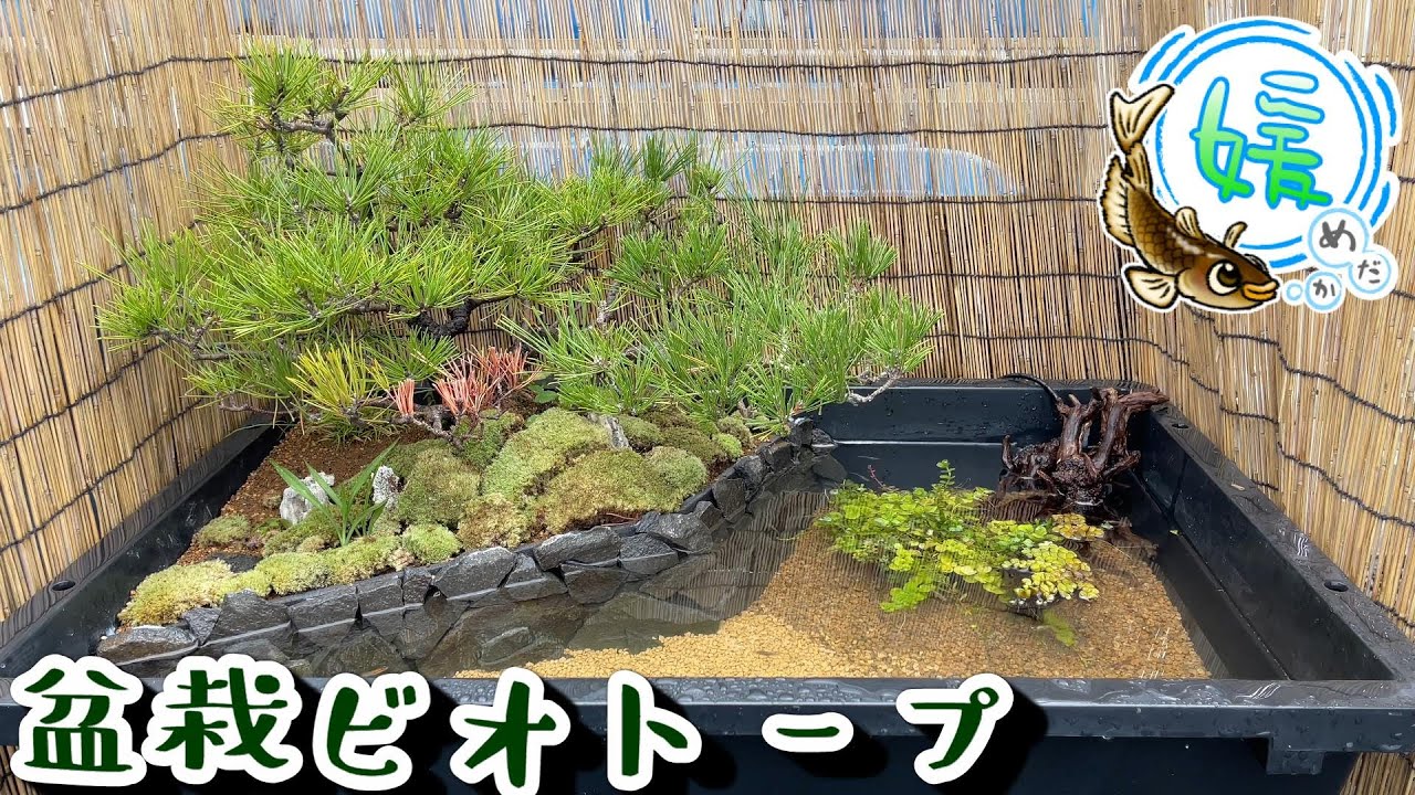 トロ舟ビオトープの作り方！盆栽を使ったメダカのビオトープが渋すぎる！～黒松を植えて作る日本庭園～【媛めだか】