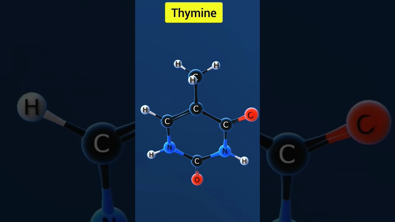 Thymine Structure 3D @Akhil_Classes