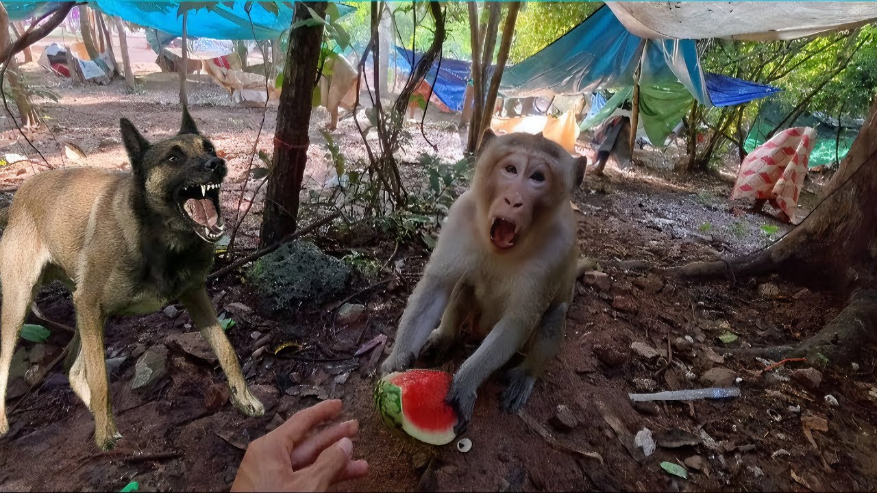 Many poor monkeys on The Mountains Have no food to eat Food !#monkey #animals #pets #wildlife