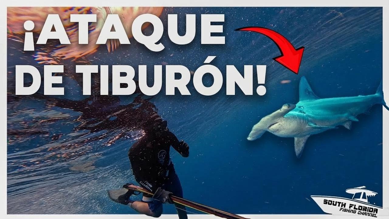 ¡Ataque de tiburón martillo mientras buceo y pesca! Preparando Backfisch alemán