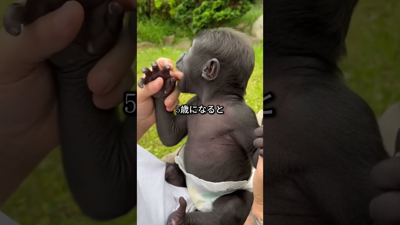チンパンジーをペットとして飼わない理由