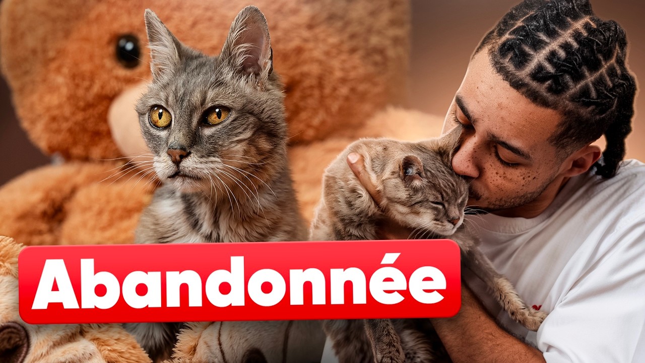 J'AI RECUEILLI UN CHAT GRAVEMENT BLESSÉ (Il est très touchant)