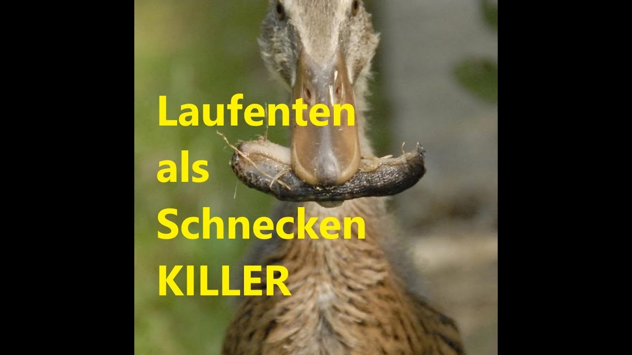 Indische Laufenten,, Bei Sebi Im Garten