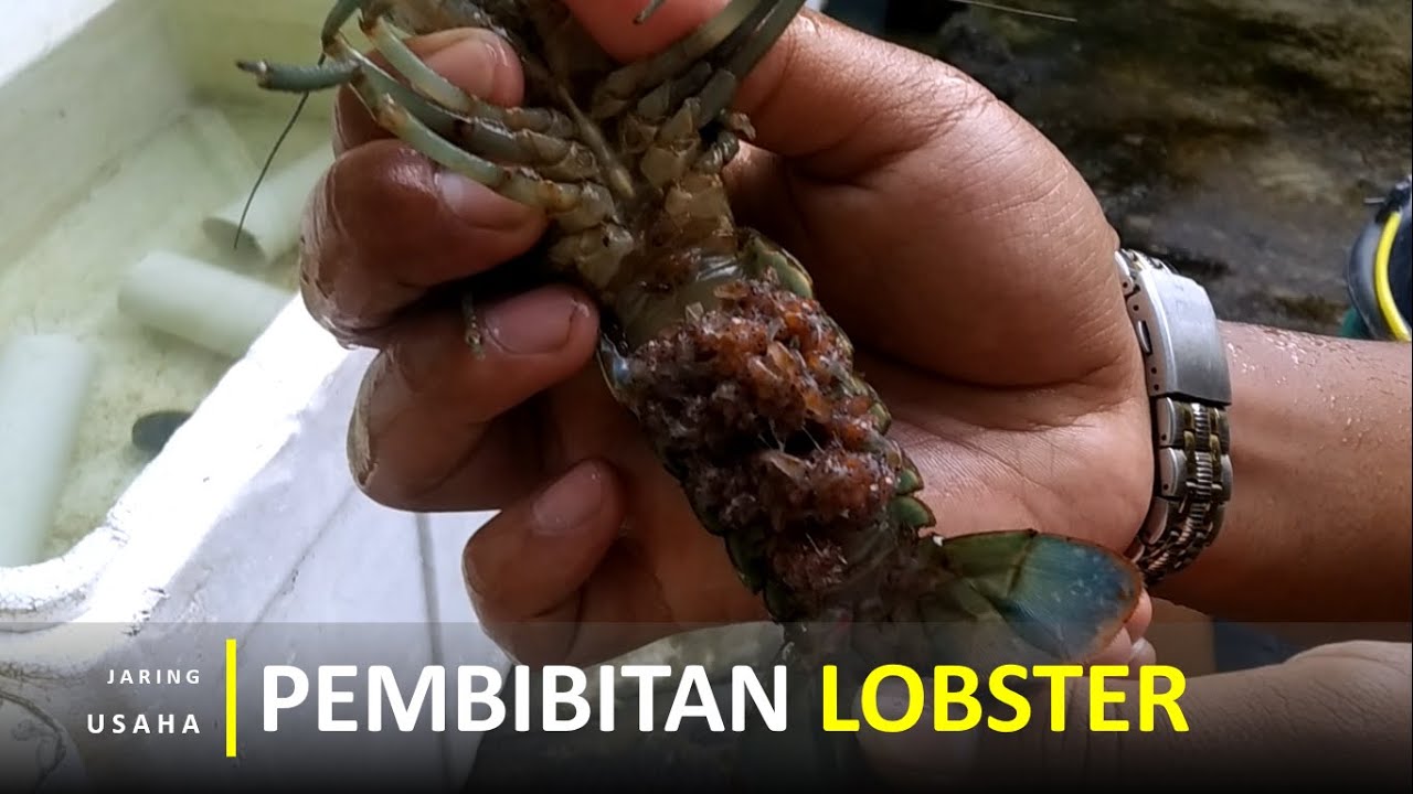 Pembibitan Lobster Mulai Dari Kawin, Telur, Turun Gendong Hingga Pemisahan Ke Kolam Pembesaran