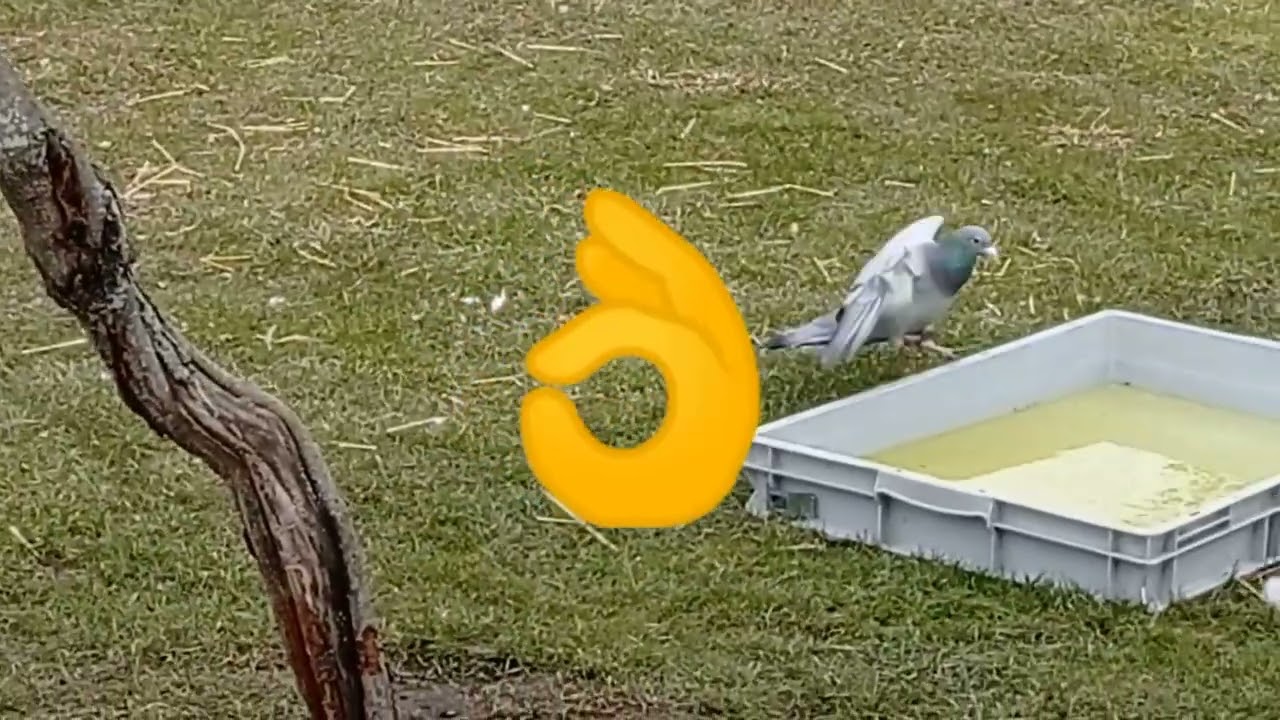 TAK SIĘ ŁAPIE OBCEGO 👌 JAK ZA DAWNYCH CZASÓW 😂🤣🙉😉 9.03.2023💪🕊️SZUKAM WŁAŚCICIELA
