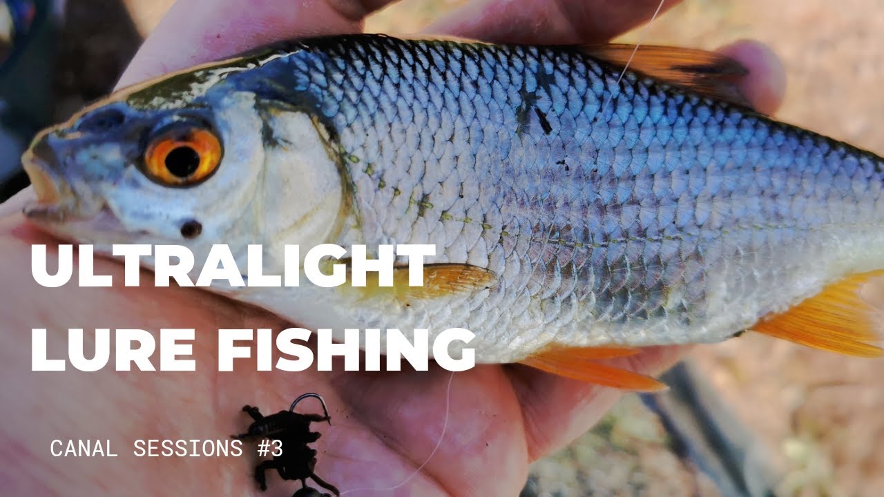 Ultralight Lure Fishing - Canal Sessions #3