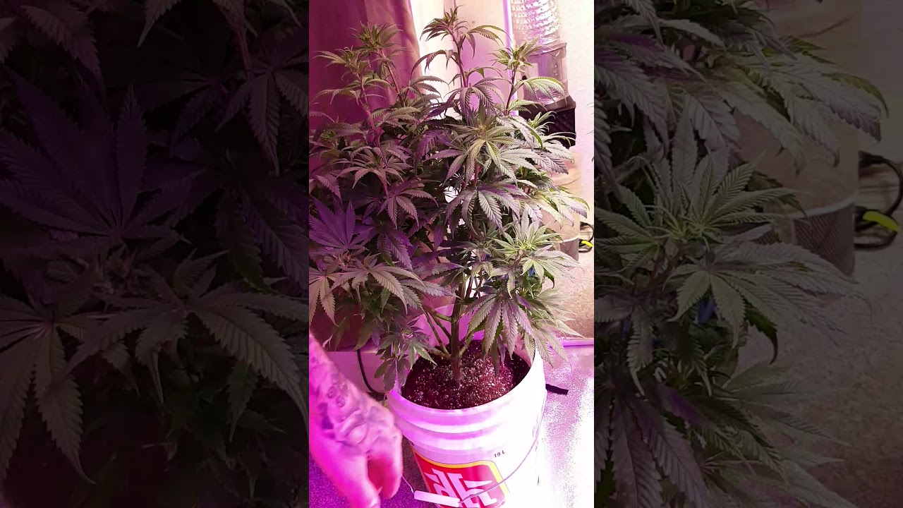 Growing with RJ Flahr. How to spot a hermaphrodite cannabis plant in your garden?