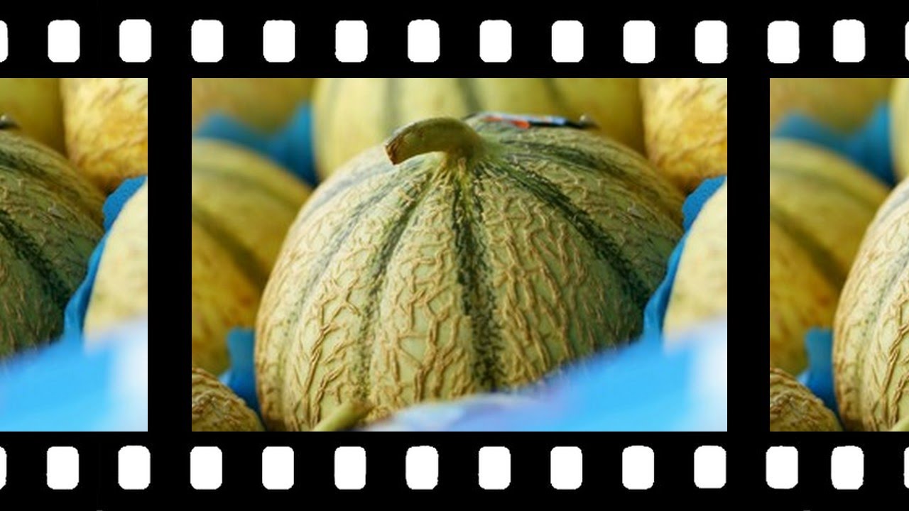 Le Melon de Touraine