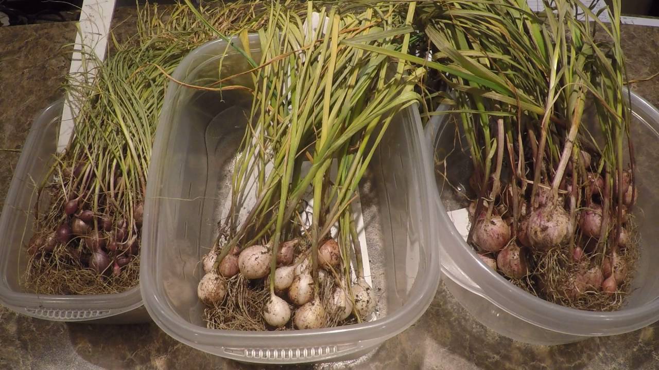 Discussion on Garlic Rounds and Growing Garlic Bulbils