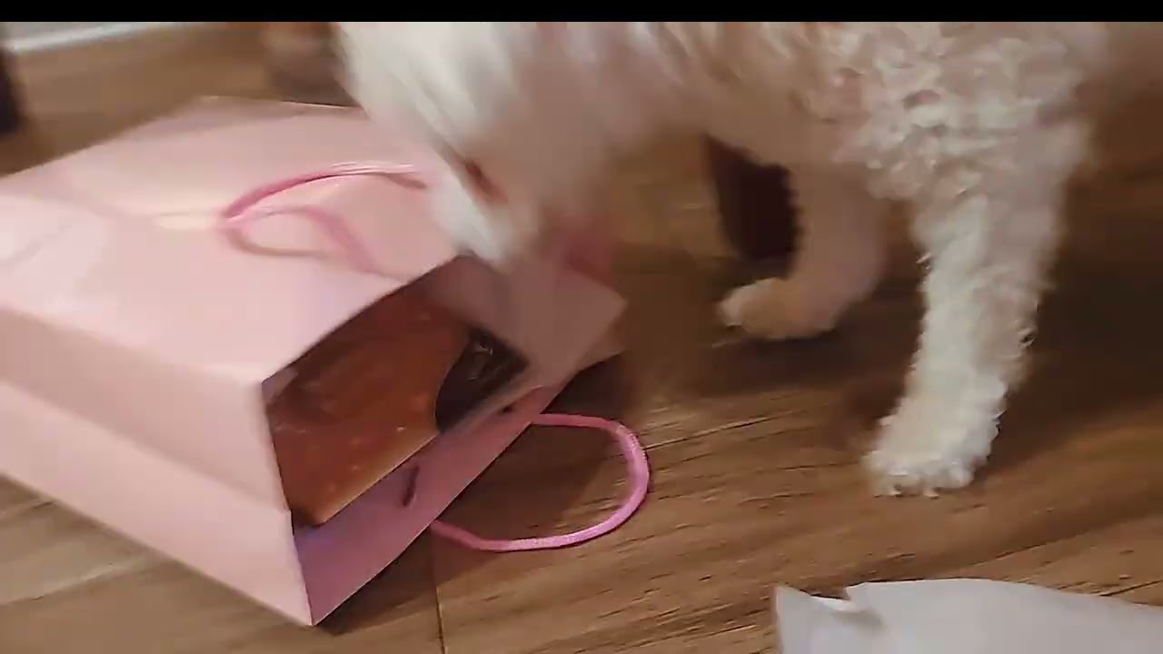 VALENTINE FOR BUDDY? - ♡♡♡