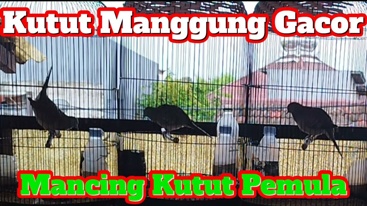 Kutut Manggung Gacor Buat Mancing Kutut Pemula Bunyi