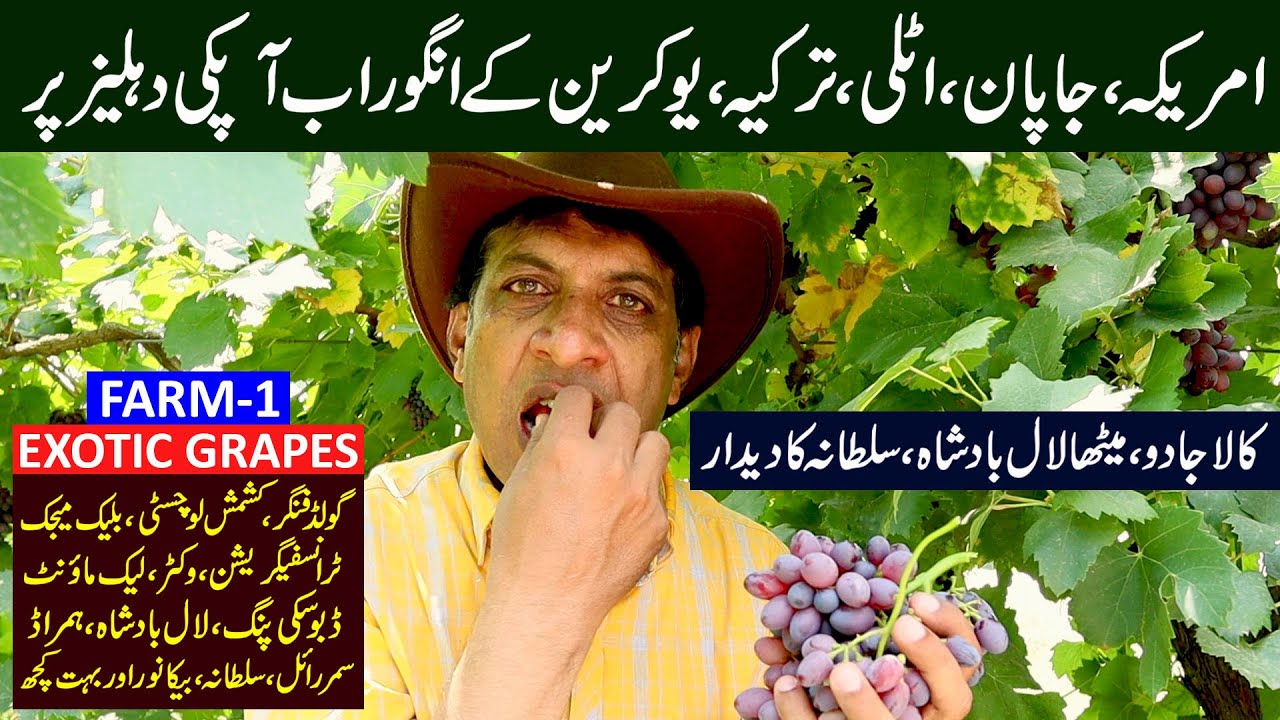 BEST Varieties of Exotic GRAPES in Pakistan | Farm # 1 