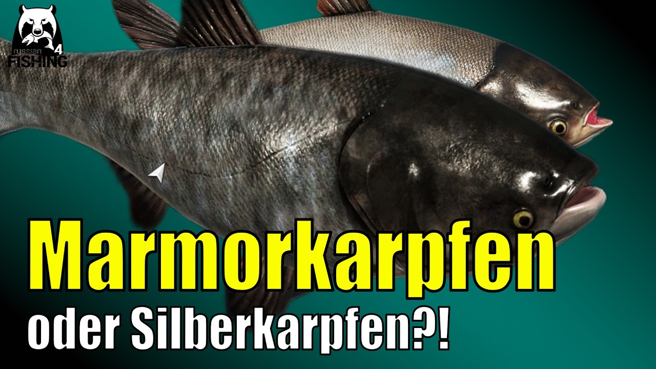 Russian Fishing 4 - Sura - Marmorkarpfen Spot oder Silberkarpfen Spot? Haarmontage an der Sura #rf4