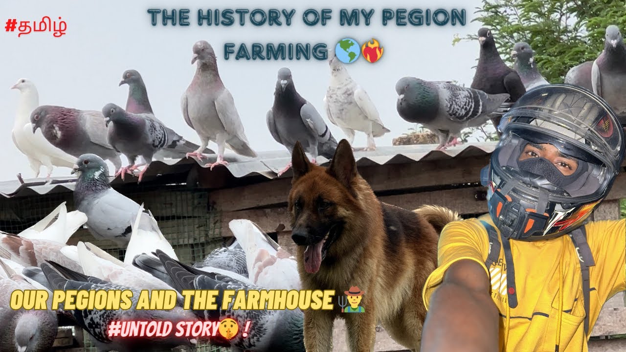OUR PEGION AND THE FARM HOUSE 🏡 | UNTOLD STORY🤫 #tamil #homer #pigeon #pigeonhobby #mad