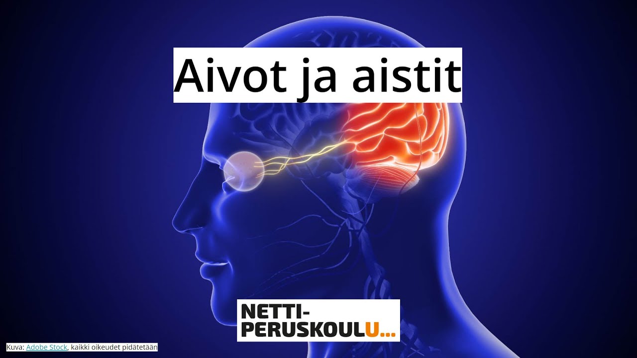 ayl1: Aivot ja aistit (perusopetus)