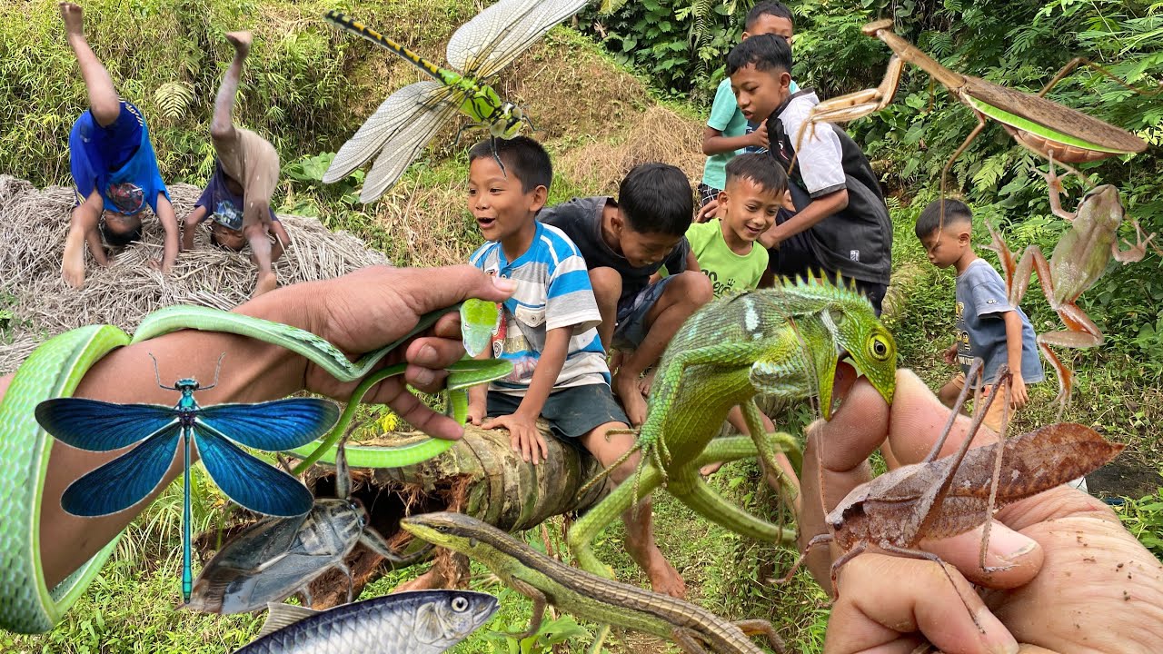 There was a commotion while hunting insects and reptiles