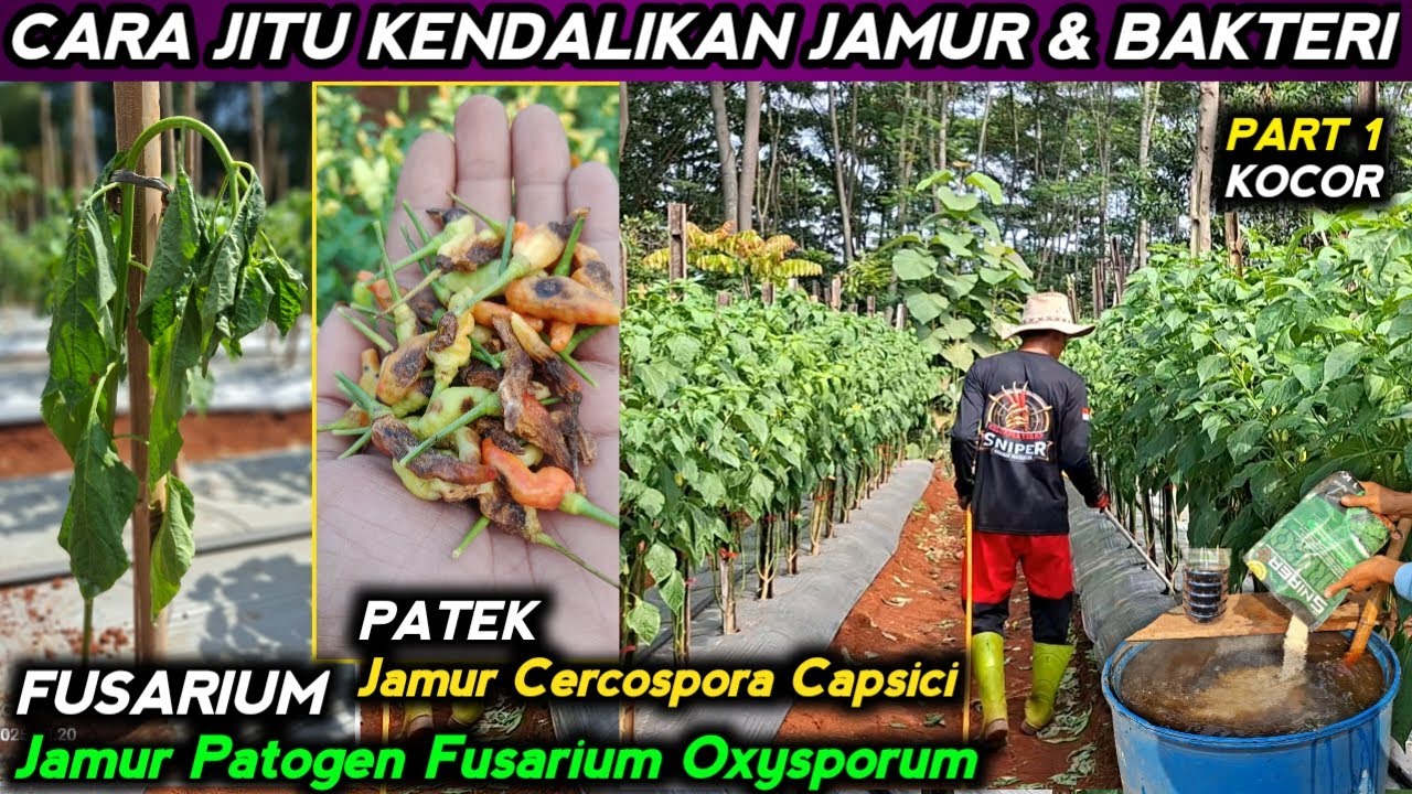 🔴 CARA JITU KENDALIKAN PENYAKIT JAMUR & BAKTERI DENGAN TRICOSNIPER FERMENTASI #mitrapertanianchannel