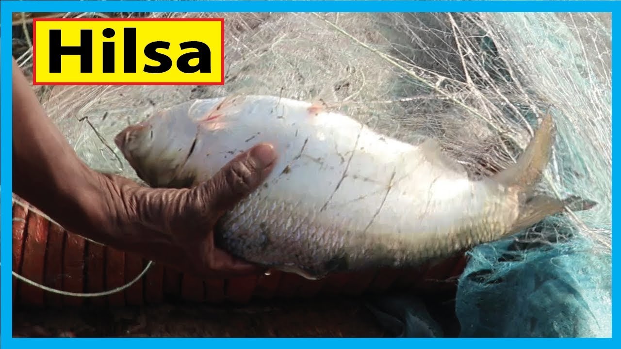 Hilsa the Mystery Fish of Bangladesh (Live Catching) | Fish Corn