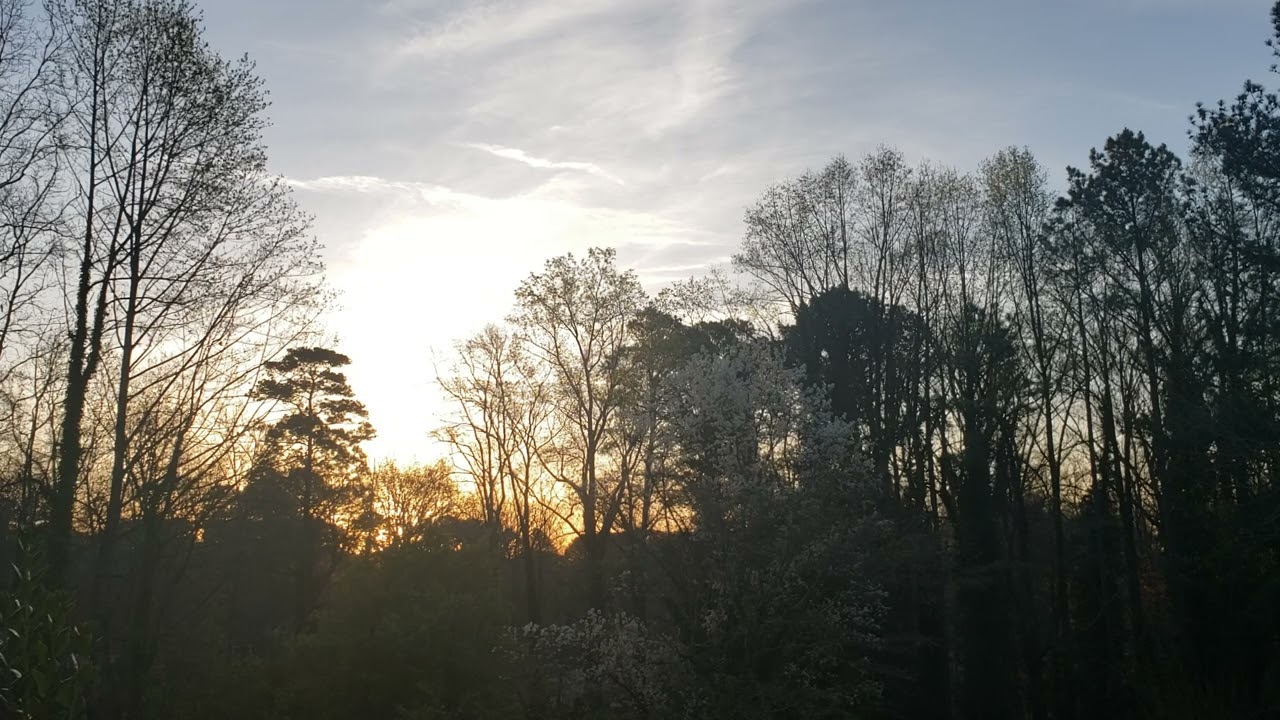 Mar 15,2026 Sunrise through the trees. Beautiful. Calming. Inspiring.
