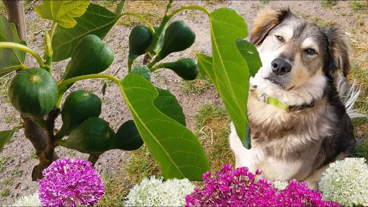 Májová zahrada plná moruší a fíků 🐦 zpěv ptáků a relax v zahradě