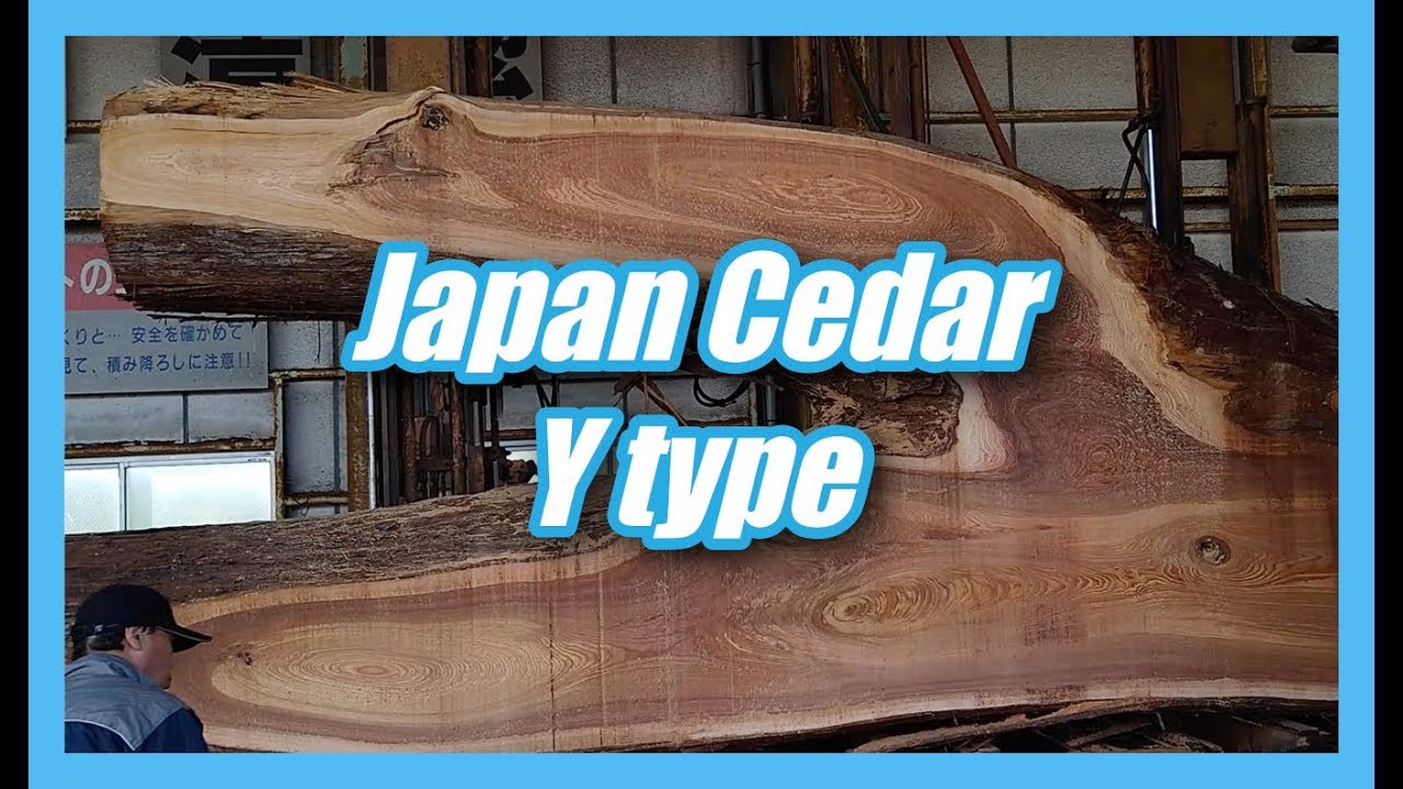 Japan Cedar Y type