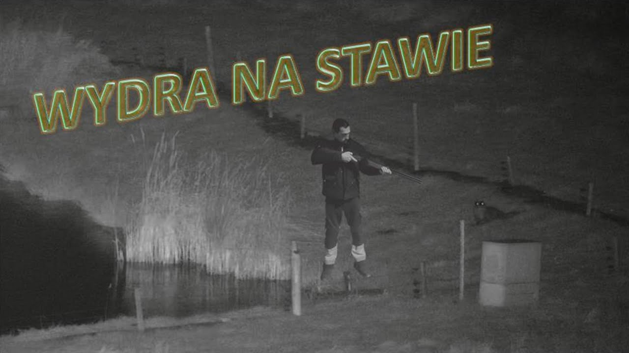 Wydra w stawie - Jak pozbyłem się szkodnika