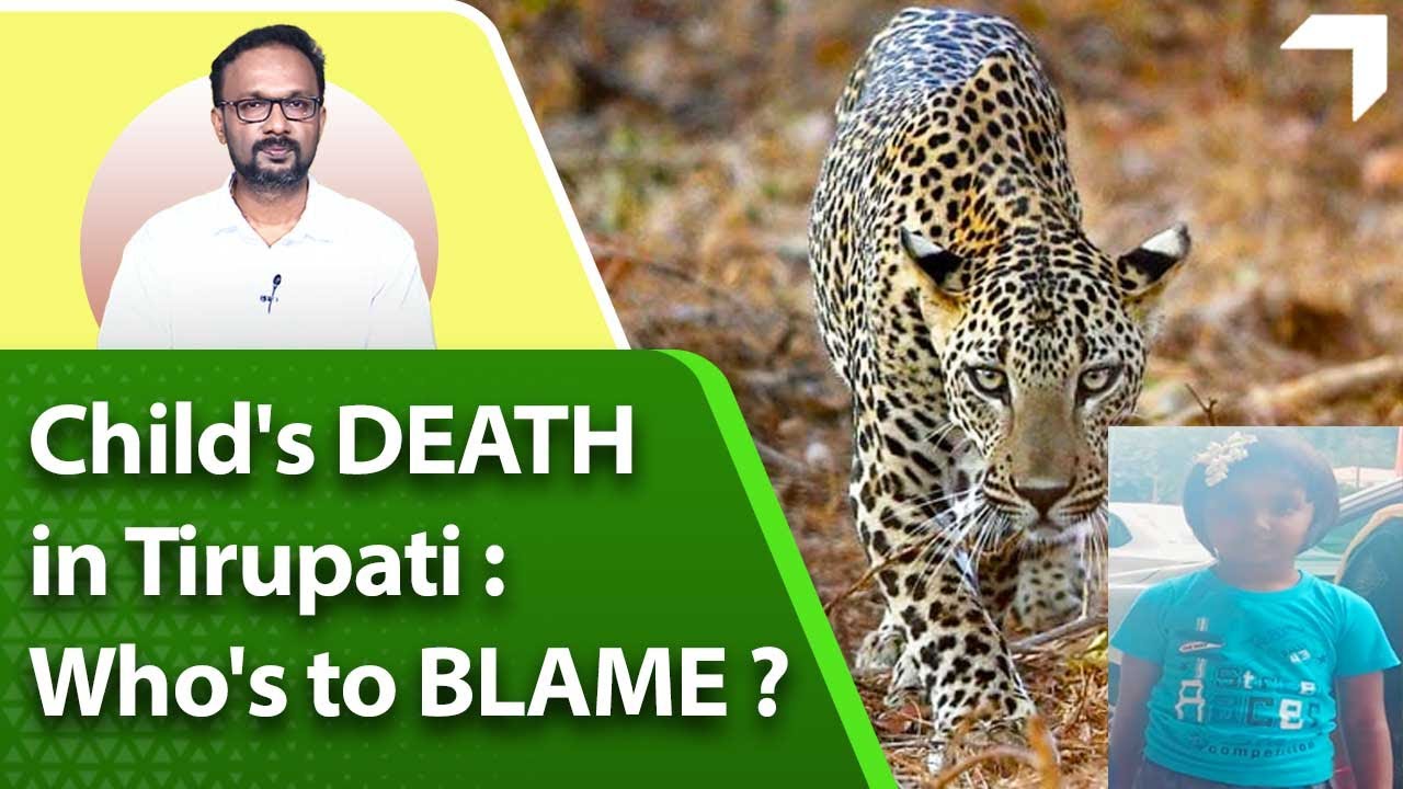 6-yr-old pilgrim child&rsquo;s life ends in Tirupati abruptly: Leopard Caught but, is it a solution?