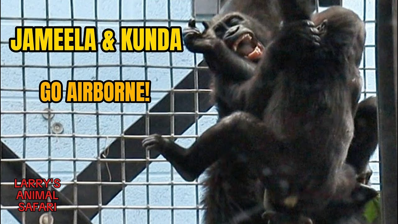 Джамила и Кунда борются на вершине! | Кливлендский зоопарк Gorilla Action 🦍