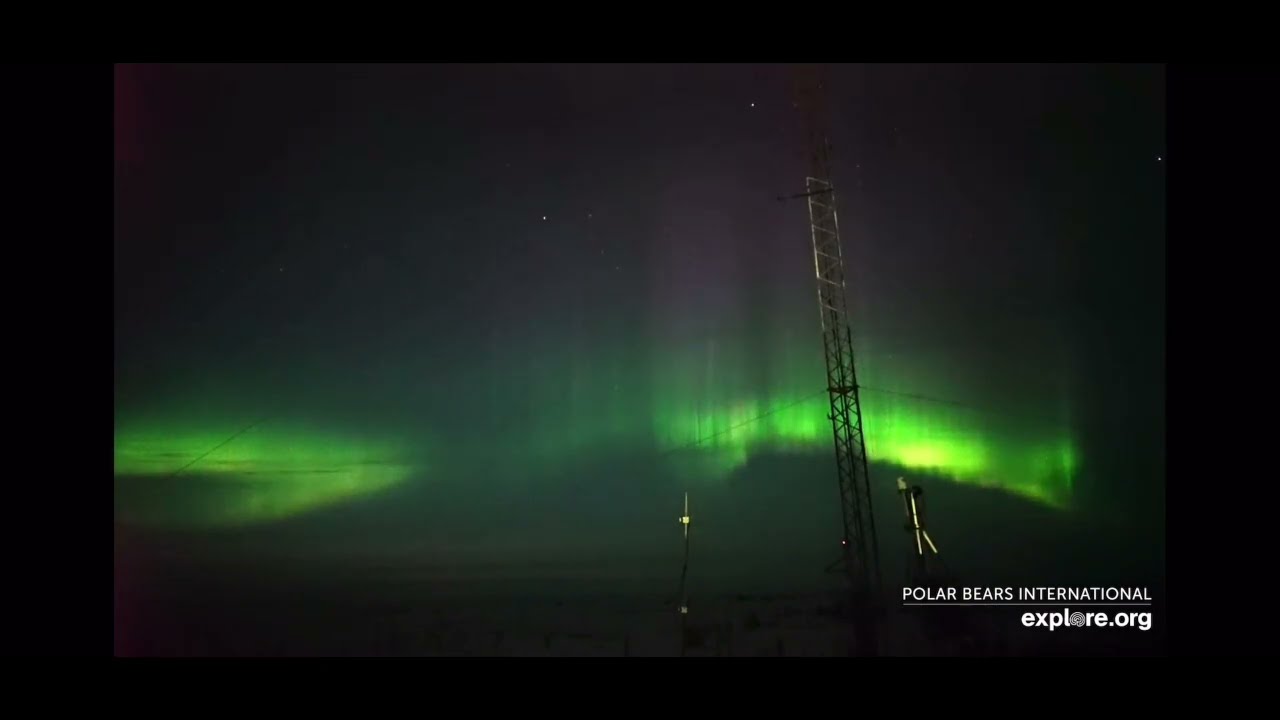 Northern Lights Highlights for 4.28.22 Explore.org