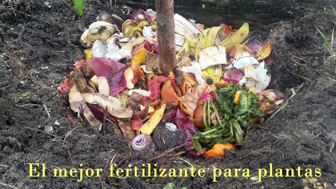 El secreto para un jardin verde y saludable: 4 Formas de fertilizar usando residuos cocina
