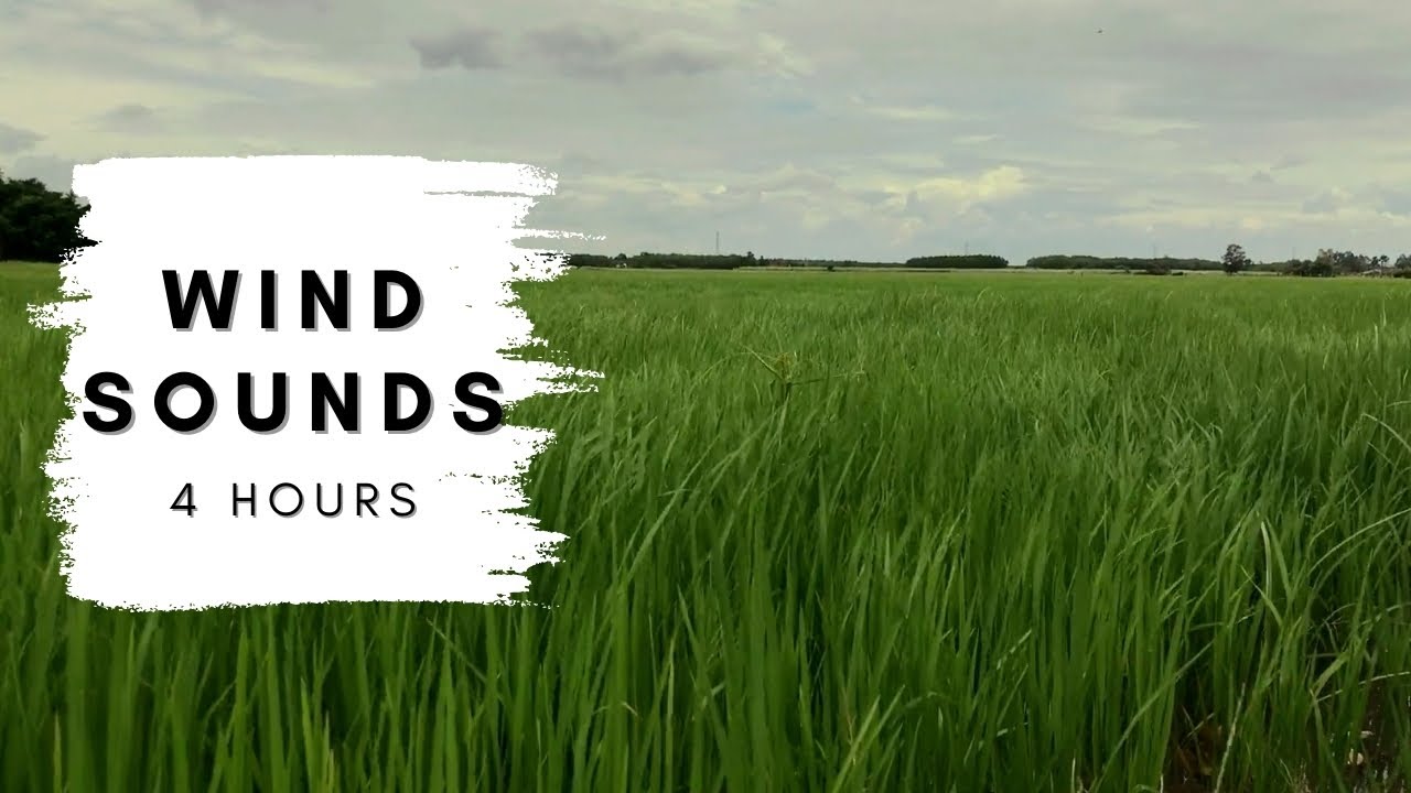 Breeze Wind Sounds in Grass Field Ambience for Sleep