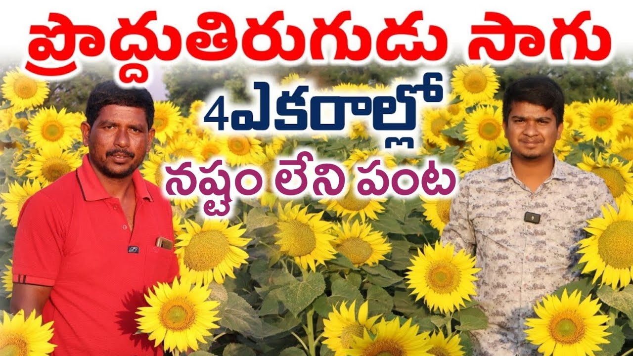 Sunflower Farming | 4ఎకరాల్లో ప్రొద్దుతిరుగుడు సాగు | Shiva Agri Clinic