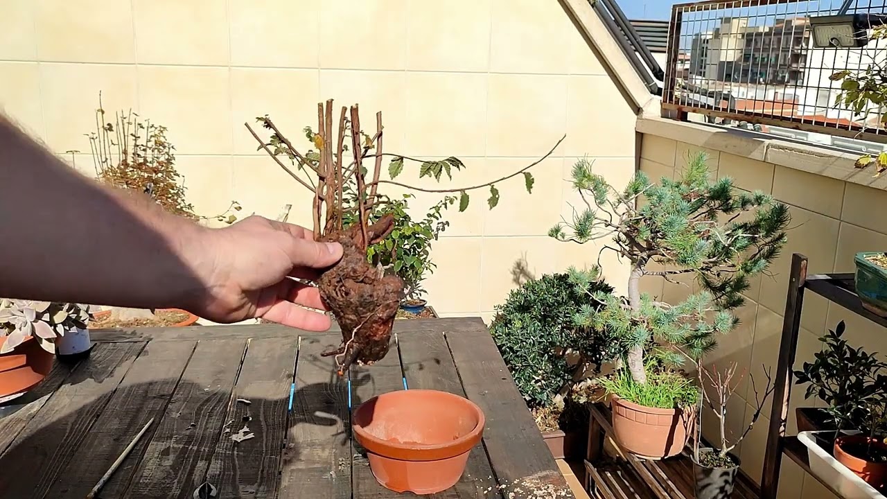 Yamadori tocon olmo