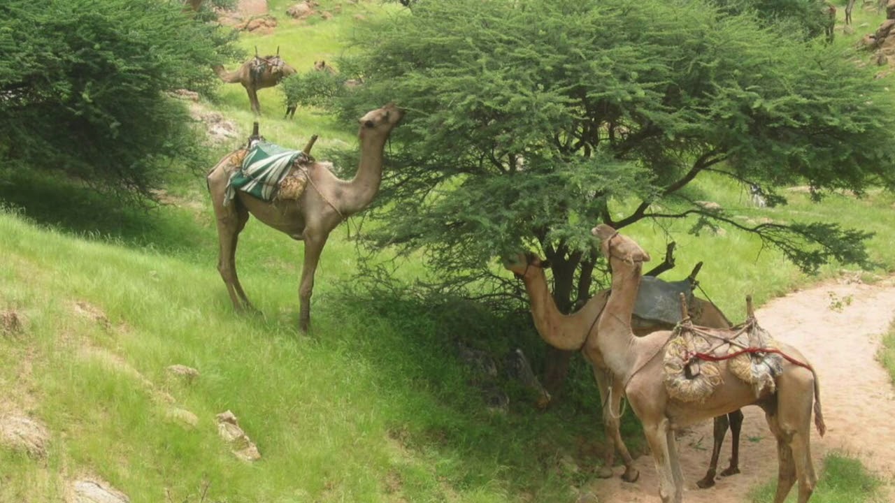 Zaghawa