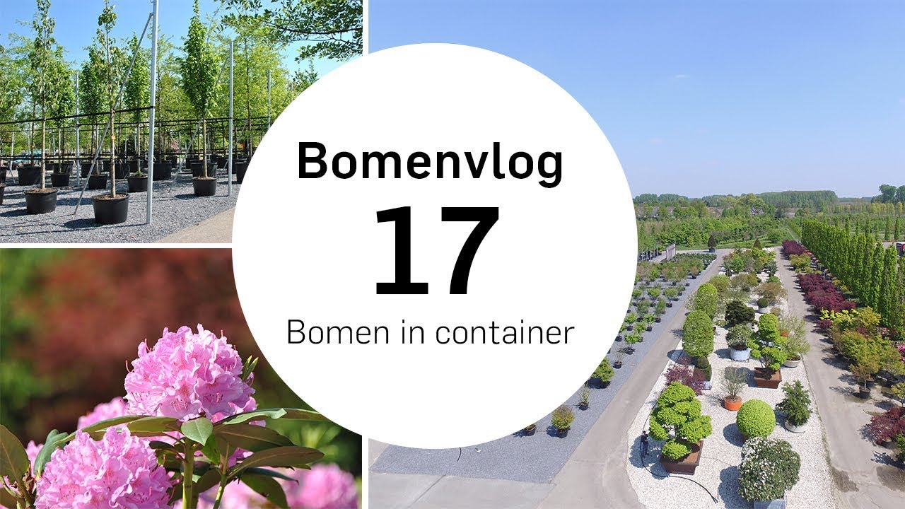 Bomen in container |  Bomenvlog #17